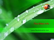 How to Get Rid of with Fleabites