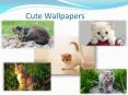 Best Cute Wallpapers Of Pets PowerPoint PPT Presentation