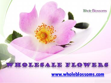 Wholesale Flowers - www.wholeblossoms.com