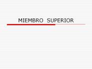 anatomia miembro superior