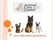 Pet Relocation Services Dubai