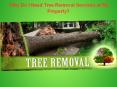 Hire Tree Removal Services in Sydney PowerPoint PPT Presentation
