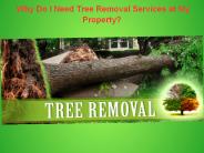 Hire Tree Removal Services in Sydney