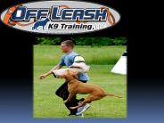 Dog training Washington DC