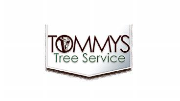 What to Expect Of a Tree Service Company