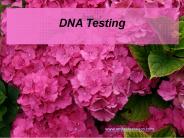 DNA Testing