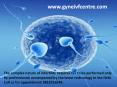 infertility treatment in Delhi PowerPoint PPT Presentation