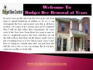 Bee Hive Removal| Budget Bee Control| Budget Bee Control
