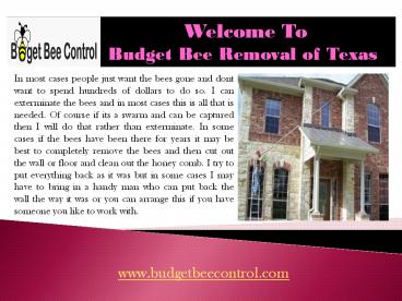 Bee Hive Removal| Budget Bee Control