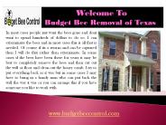 Bee Hive Removal| Budget Bee Control