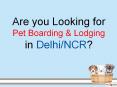 Pet Boarding & Lodging in Delhi, India PowerPoint PPT Presentation