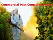 Commercial Pest Control Services