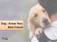 Dog : Man's Best Friend