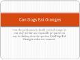 Can Dogs Eat Oranges PowerPoint PPT Presentation