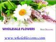Wholesale Flowers PowerPoint PPT Presentation