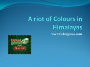 A riot of Colours in Himalayas