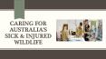 Caring for Australia's Sick & Injured Wildlife PowerPoint PPT Presentation