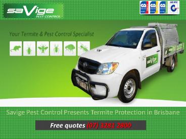 Savige Pest Control Presents Termite Protection in Brisbane