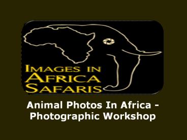 Animal Photos In Africa -Photographic Workshop