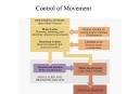 Control of Movement PowerPoint PPT Presentation