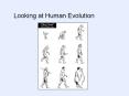 Looking%20at%20Human%20Evolution PowerPoint PPT Presentation