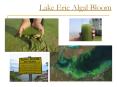 Lake Erie Algal Bloom PowerPoint PPT Presentation