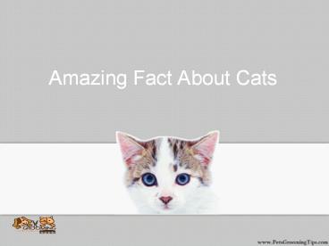 Amazing Fact About Cats (1)