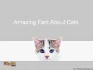 Amazing Fact About Cats (1)