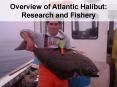 The Maine Atlantic halibut fishery and ongoing research programs PowerPoint PPT Presentation