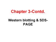 Chapter 3-Contd. Western blotting