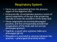 Respiratory System PowerPoint PPT Presentation