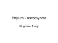 Phylum - Ascomycota PowerPoint PPT Presentation