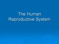 The Human Reproductive System PowerPoint PPT Presentation