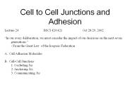 Cell to Cell Junctions and Adhesion