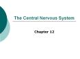 The Central Nervous System PowerPoint PPT Presentation