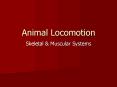 Animal Locomotion PowerPoint PPT Presentation