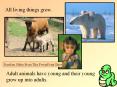 All living things grow. PowerPoint PPT Presentation