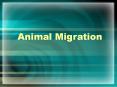 Animal Migration PowerPoint PPT Presentation