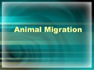 Animal Migration