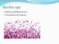 Bacillus spp PowerPoint PPT Presentation