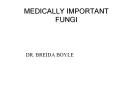 MEDICALLY IMPORTANT FUNGI PowerPoint PPT Presentation