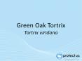 Green Oak Tortrix Tortrix viridana PowerPoint PPT Presentation