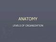 ANATOMY PowerPoint PPT Presentation