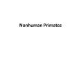 Nonhuman Primates PowerPoint PPT Presentation