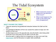 The Tidal Ecosystem
