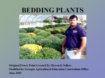 BEDDING PLANTS