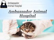 Ambassador Animal Hospital - Veterinarians Windsor