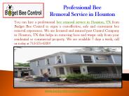 Bee removal Houston| Budget Bee Control