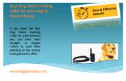 Best Dog shock training collar for your dog to train at home