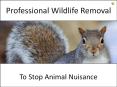 Professional Wildlife Removal PowerPoint PPT Presentation